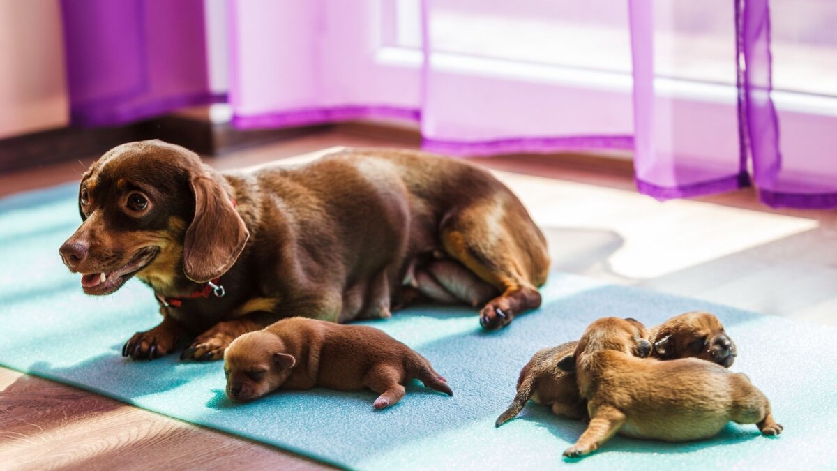 Такса  с новорождёнными щенками 