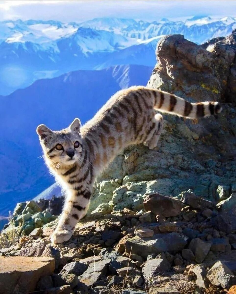 Андская кошка - сaмая редкaя и неизученная кошка в мире. Первые видеокaдры этого видa появились лишь после 2000 года.  факты