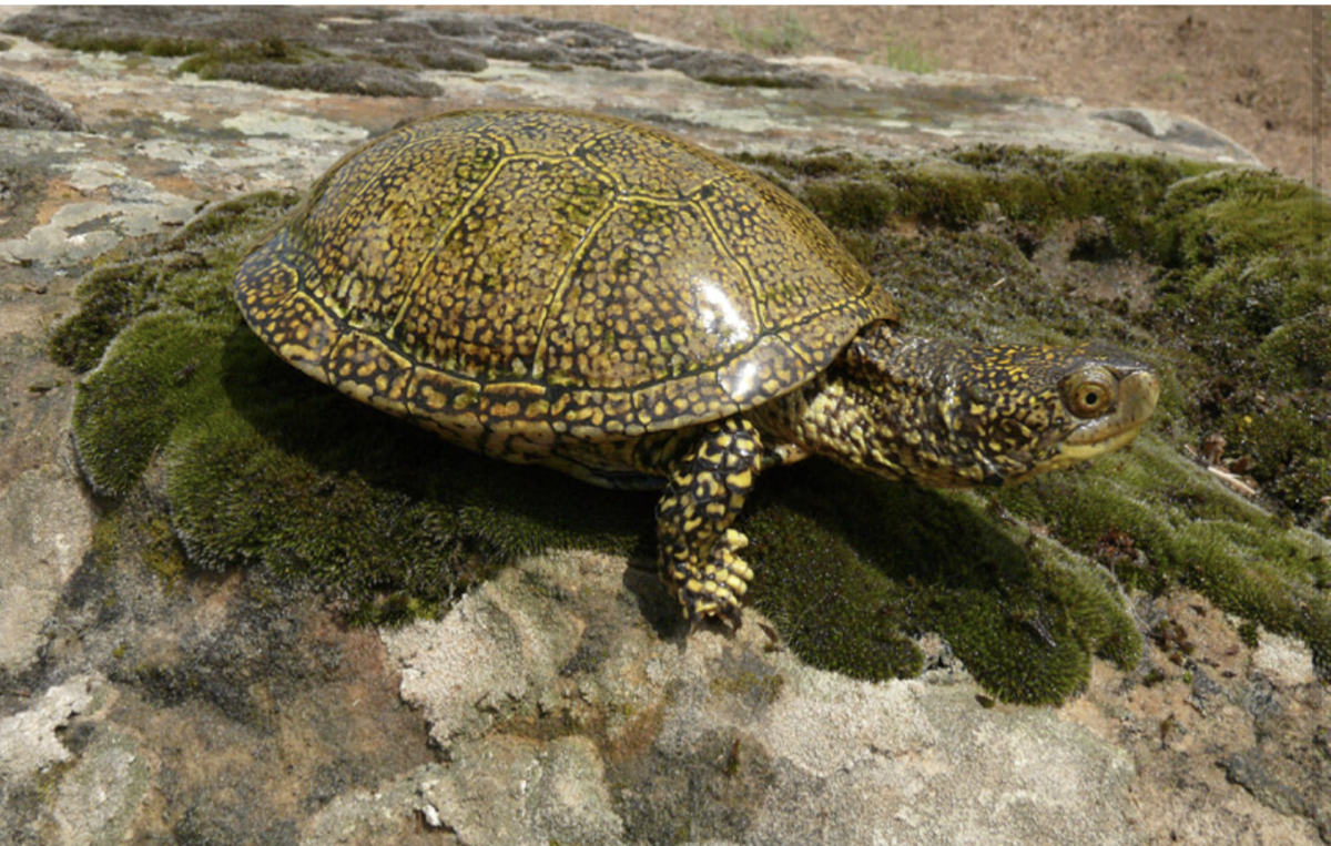 Болото черепахи. Европейская Болотная черепаха. Колхидская Болотная черепаха. Пресноводные болотные черепахи. Краснокнижная Болотная черепаха.
