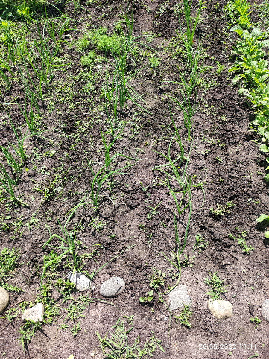 Зелёный лучок на даче.