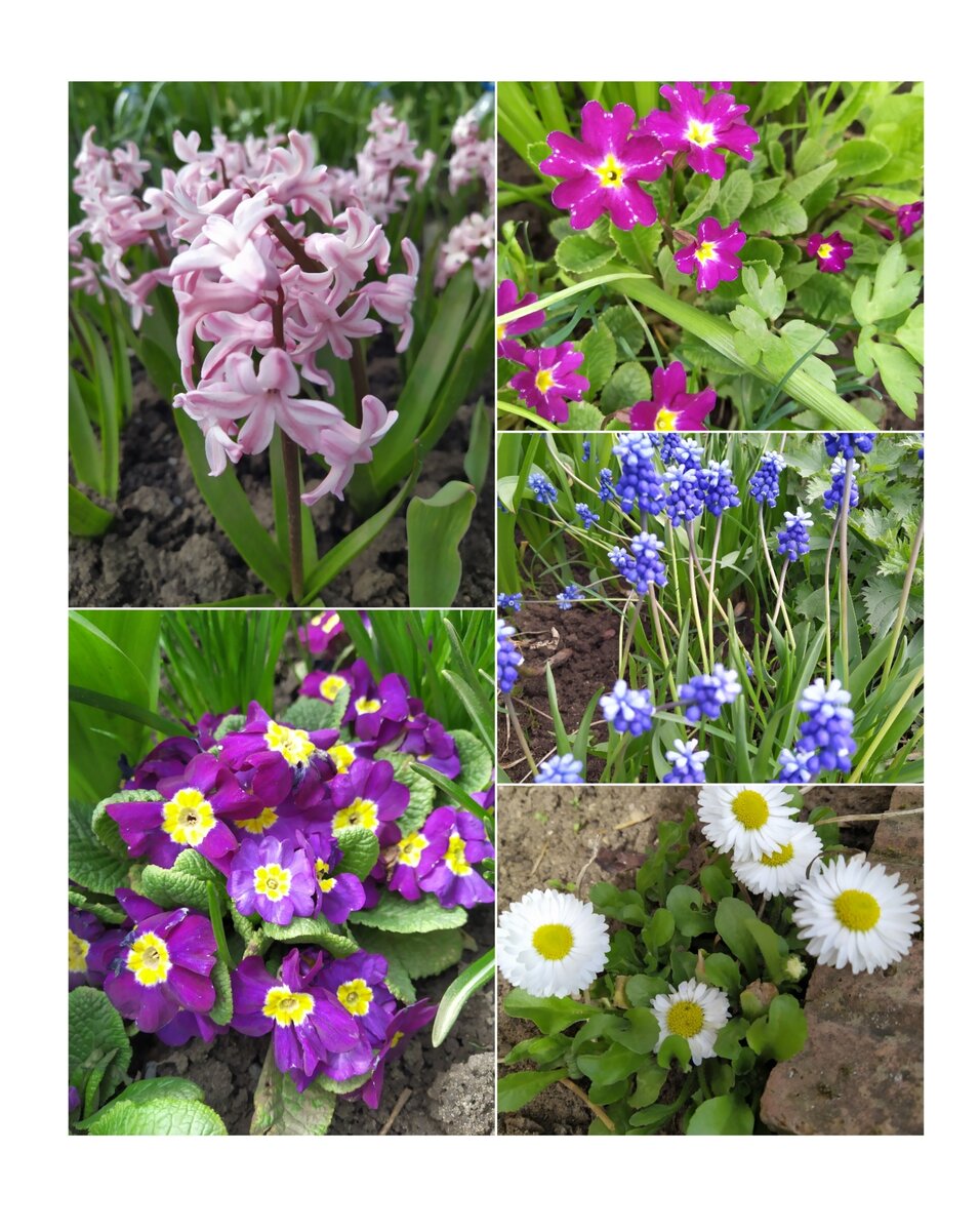 Весна 2022, первоцветы в моём саду! Регион 18 - Удмуртия. Какие цветы распускаются в вашем регионе первыми? Очень интересно узнать, пишите в комментариях, какие цветы ваши любимые. Спасибо за лайки, просмотры и подписку!