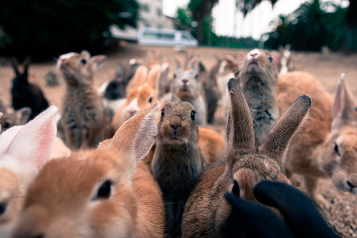 В питомнике живет несколько кроликов разного. Остров кроликов Окуносима. Окуносима кроличий остров в Японии. Остров кроликов в Японии. Окуносима кроличья деревня.
