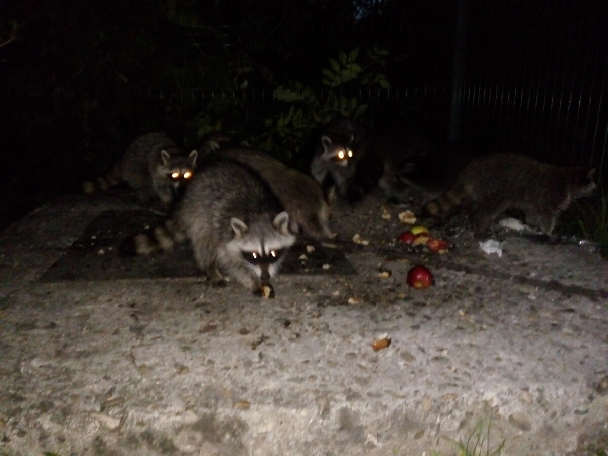 Дикие еноты совсем не боятся людей, с благодарностью принимают пищу