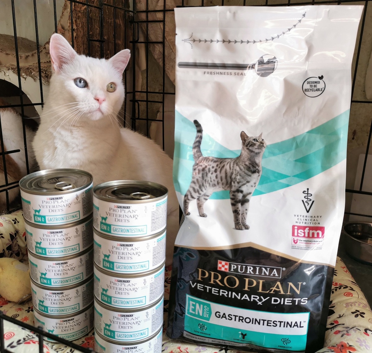 © ВСЕ ОТТЕНКИ КОШАЧЬЕГО. Подарок для взрослых, 🎁. Лечебная и важная диета! 