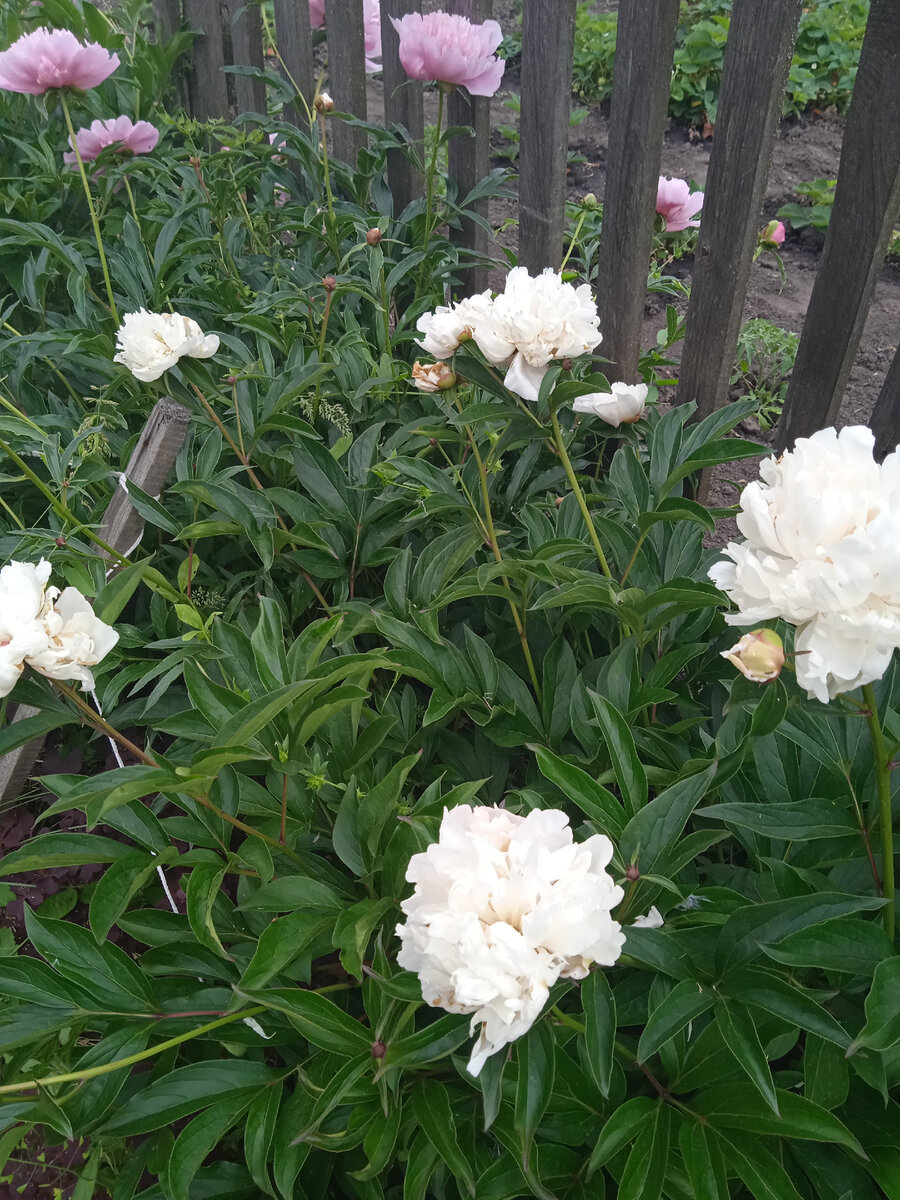 Фото автора. Сделано сегодня на даче, мои пионы