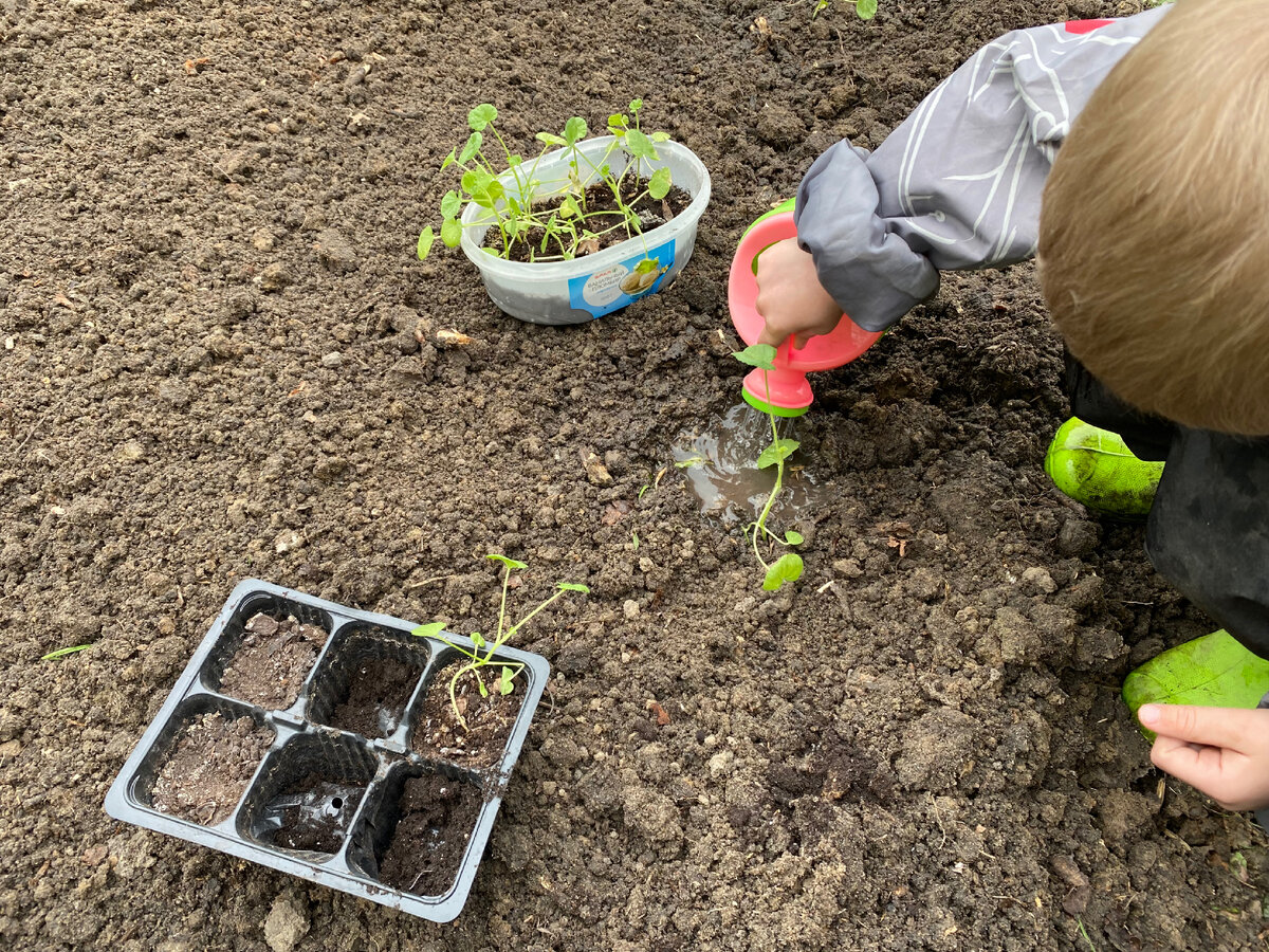 Сажаем с младшим сыном лаватеру в уголке сада