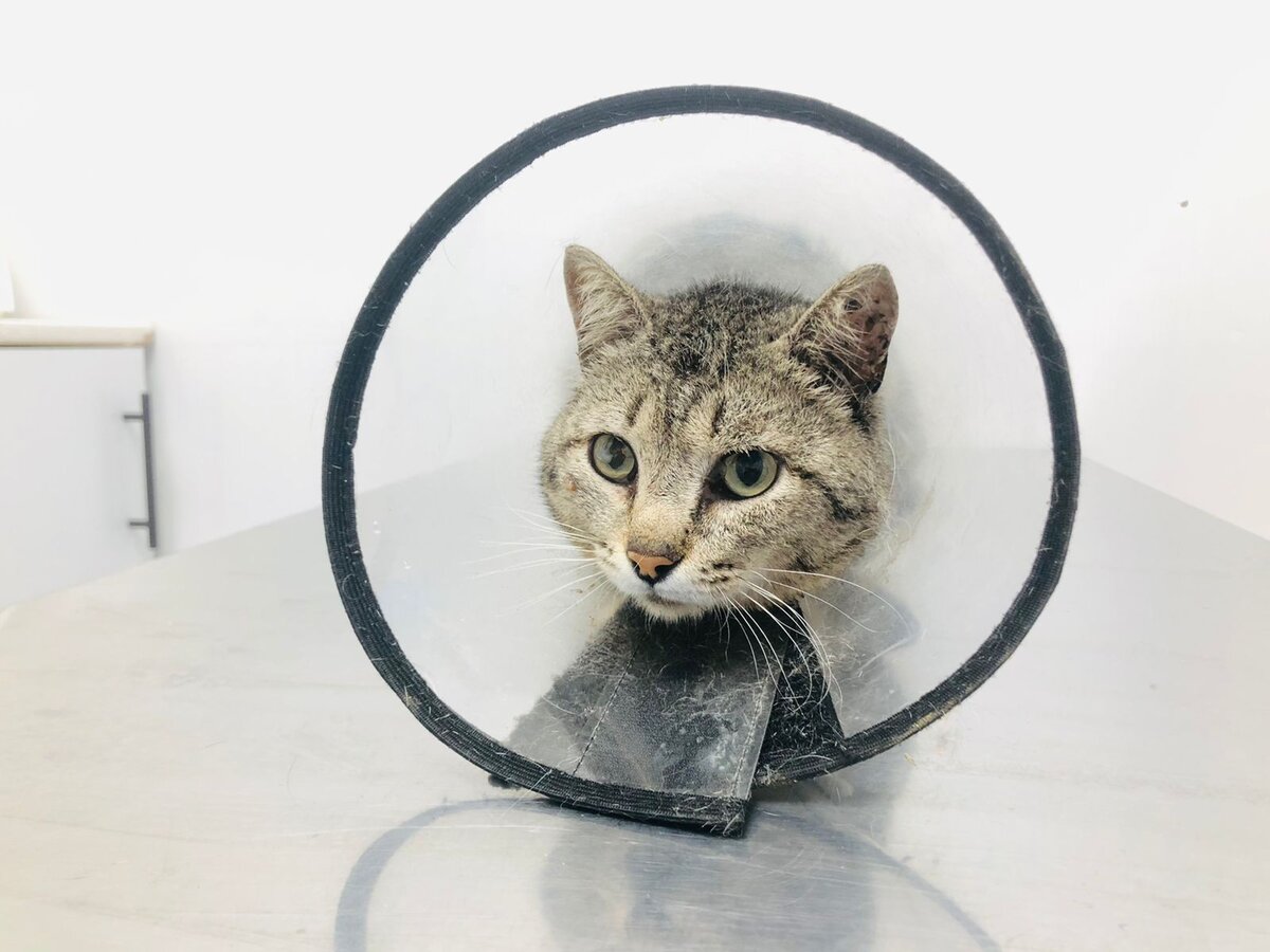 Котик Вольт 