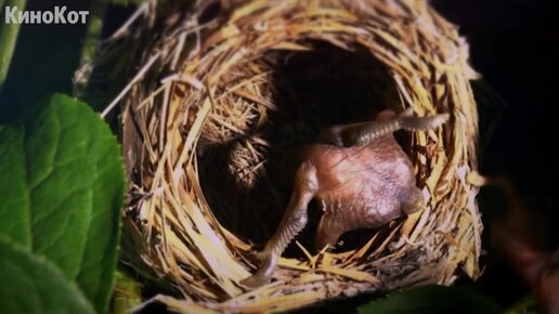 Краткий пересказ фильма "Вивариум" (2019) | КиноКот | Дзен