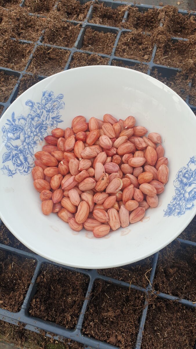 Арахис перед посадкой