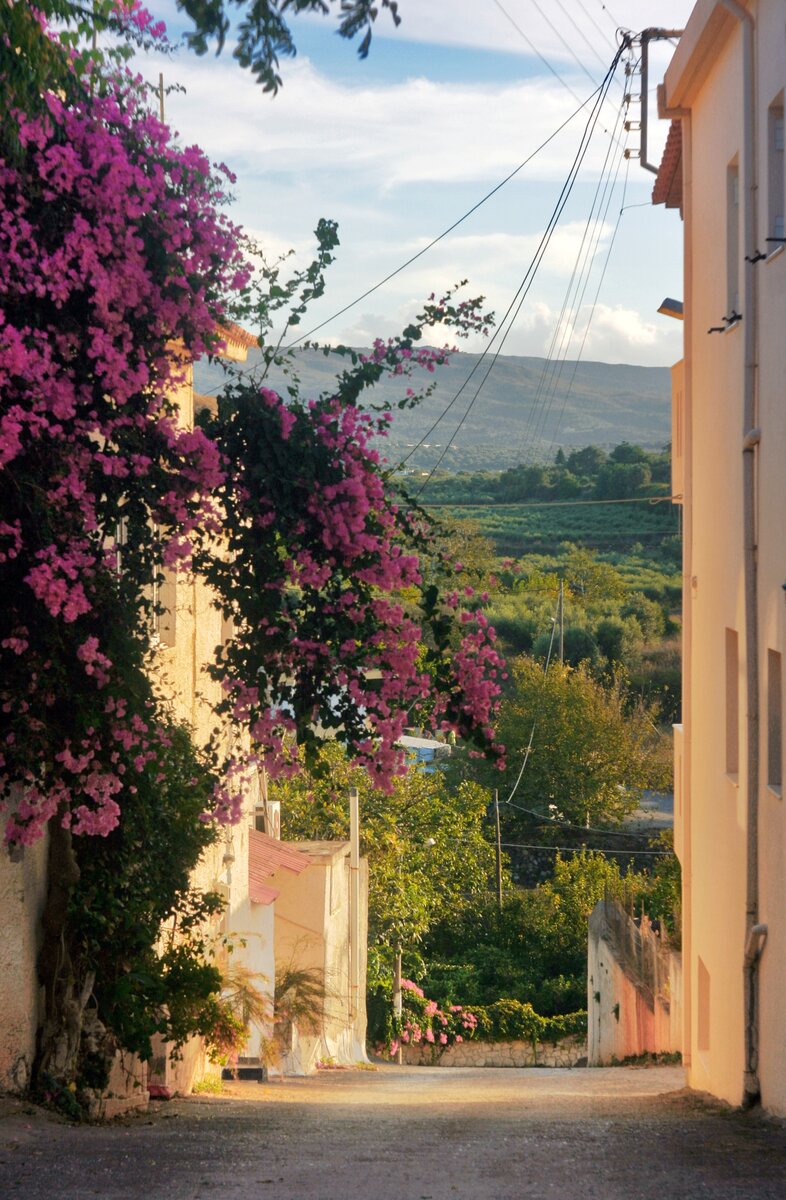 Бугенвиллéя. Фото Татьяны Карпеченко