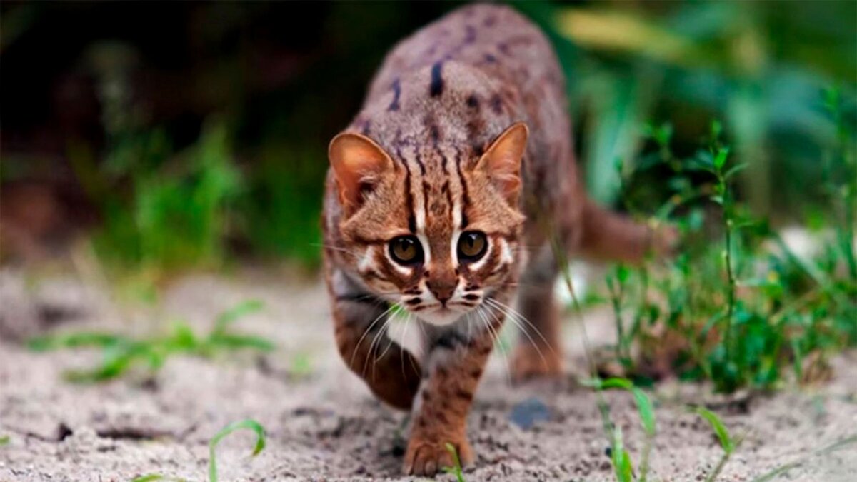 Ржавая кошечка