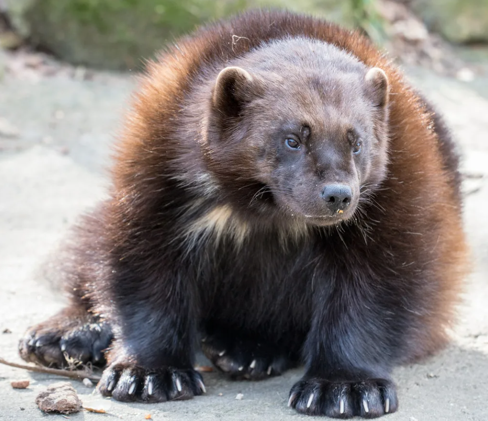 Сибирская росомаха - довольно красивое животное. Фото: flickr.com