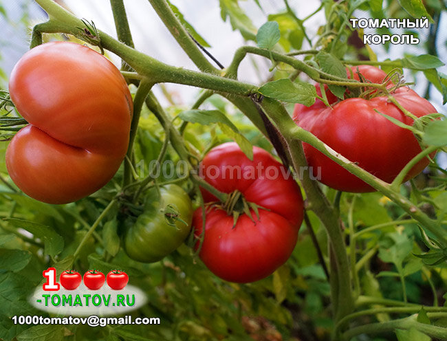 Томат Томатный король