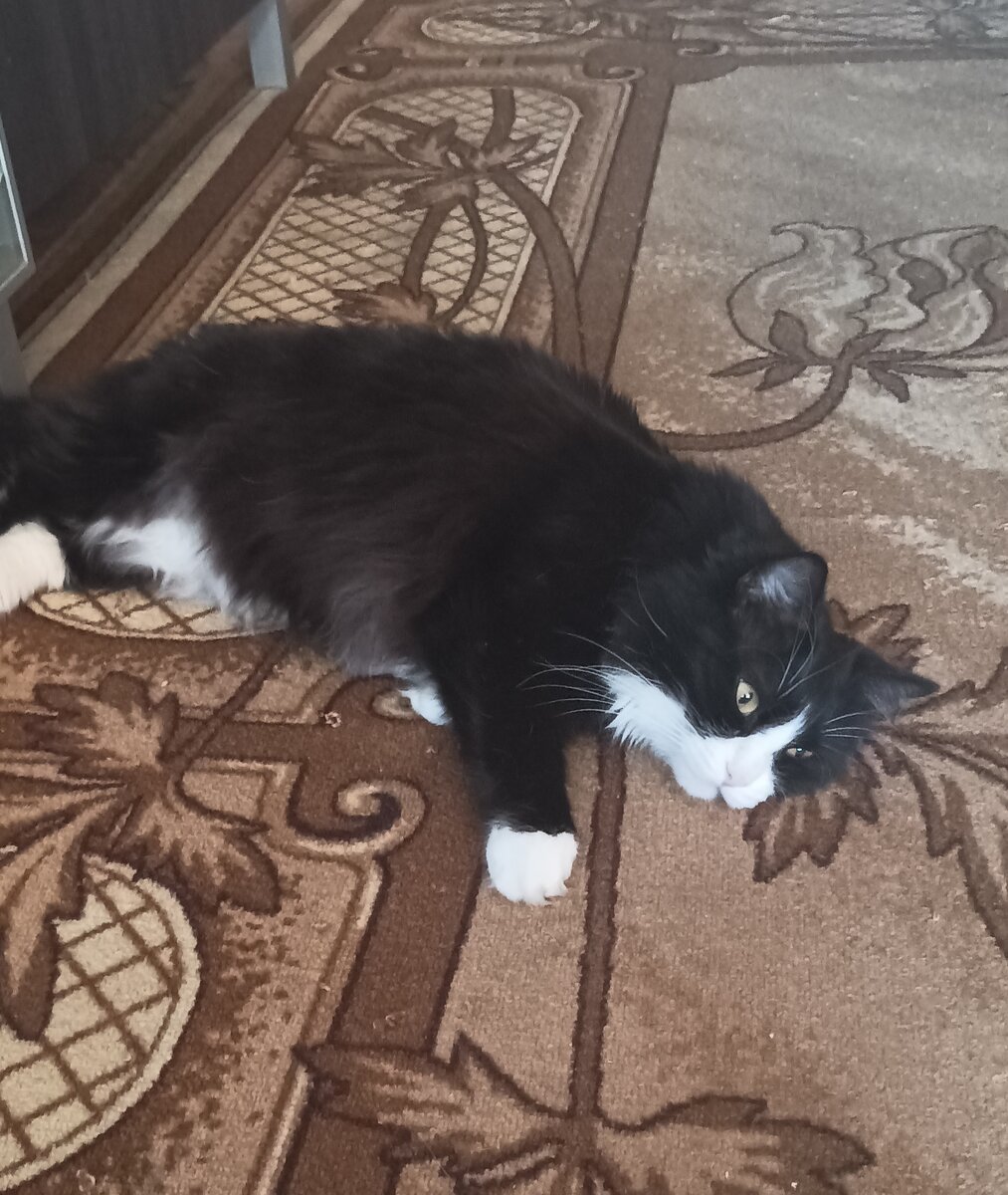 Бедный пушистик....  😔