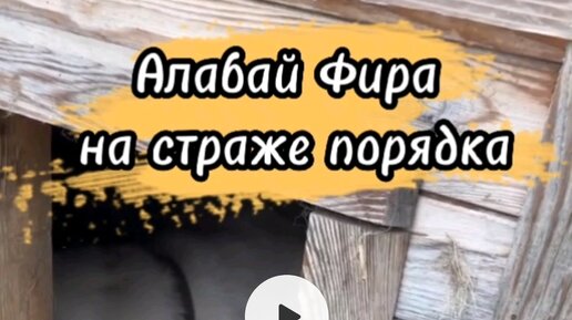 Про бусю и баню дзен хвостатое счастье