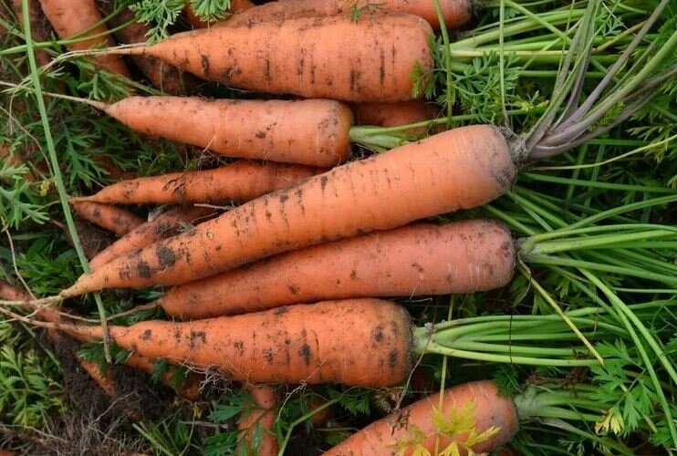 Мне кажется отличный урожай.