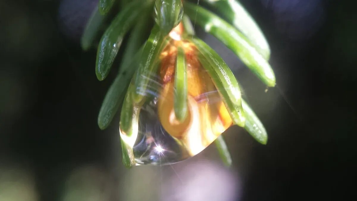 Целебные травы собирали, пока лежит роса. Фото: pxfuel.com 