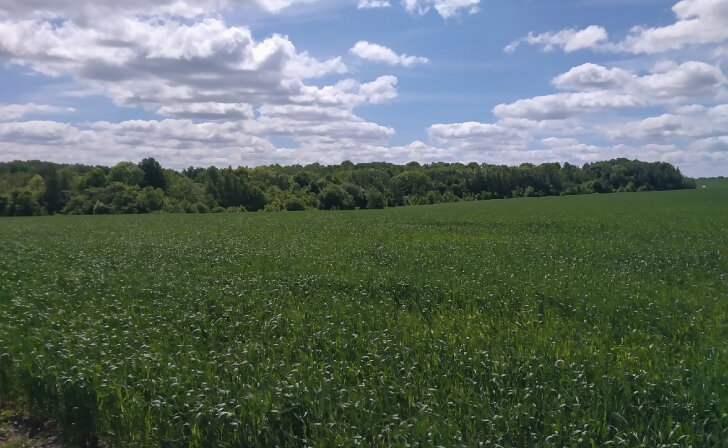    В Курской области многодетной семье незаконно отказали выдать участок