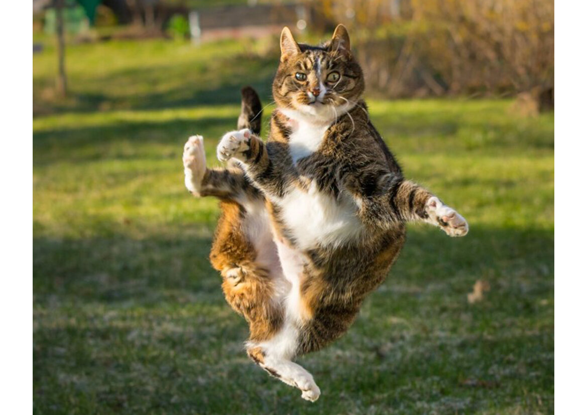 Каратэ-кошак от @Roberobe