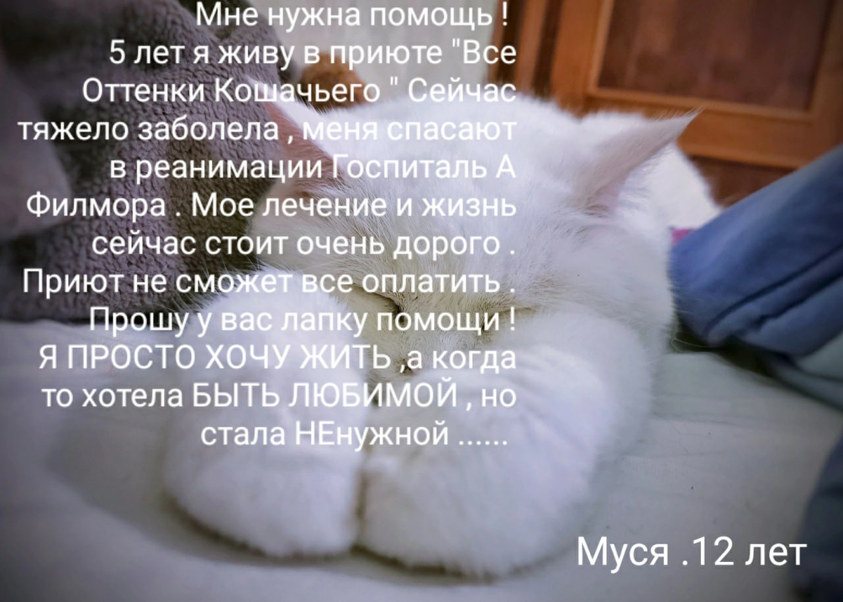 © ВСЕ ОТТЕНКИ КОШАЧЬЕГО. Мусечке нужна помощь! 