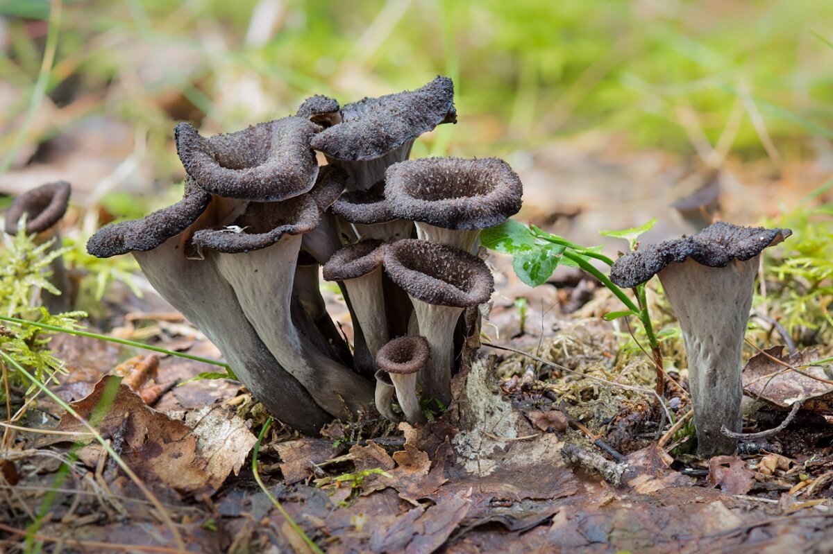 Вороночник рожковидный (Craterellus cornucopioides) Яндекс картинки.