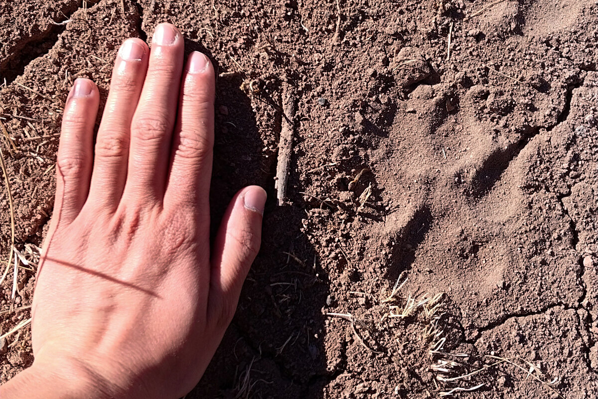 У самого мелкого представителя североамериканских волков внушительная лапа.