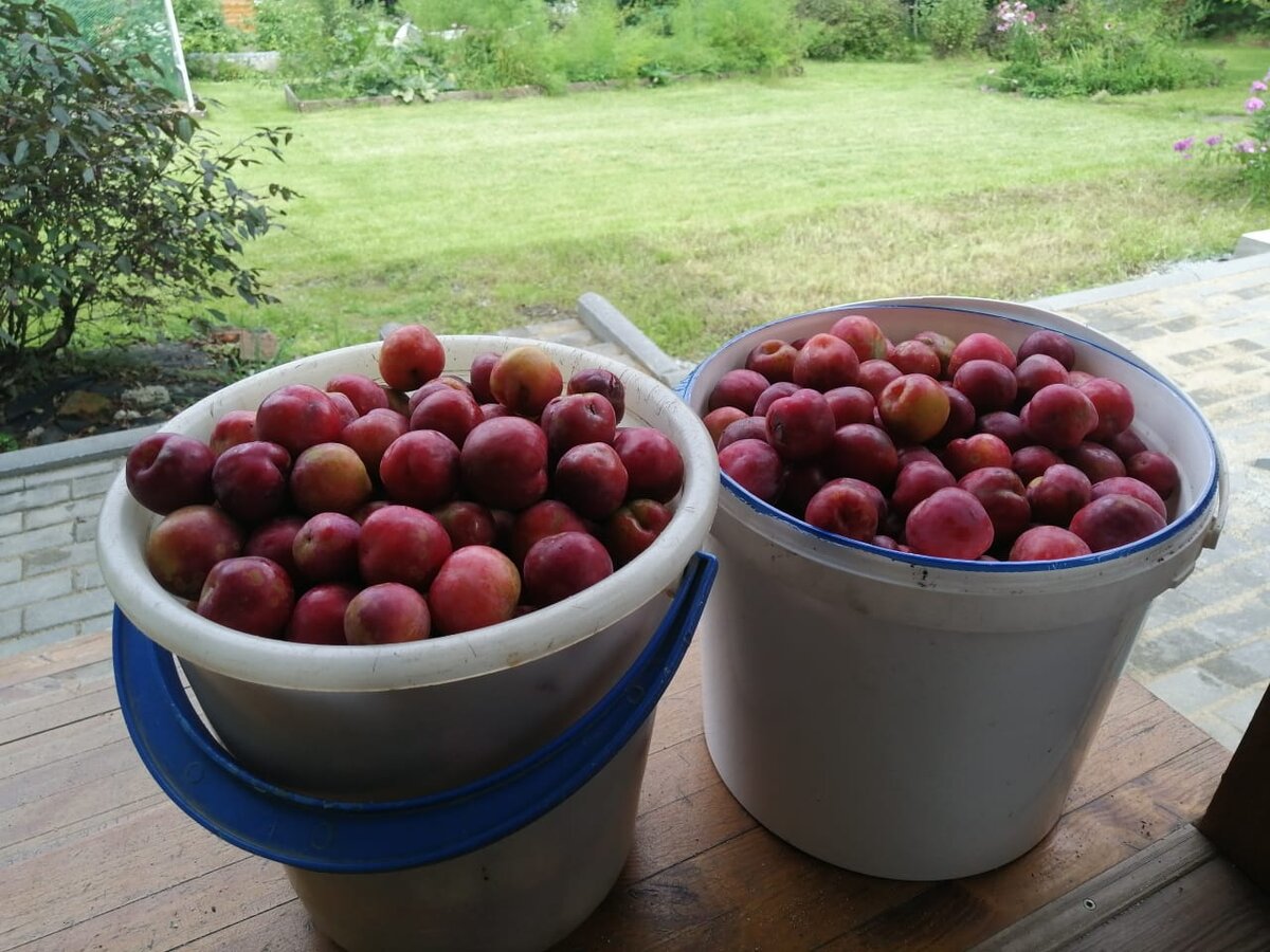 Слива большая часть обрезается из-за червивости и гнили. Поэтому пару банок варенья сварила и хватит. А так я бы тоже готовила из нее компоты. Остальное отдали знакомому на перегон.
