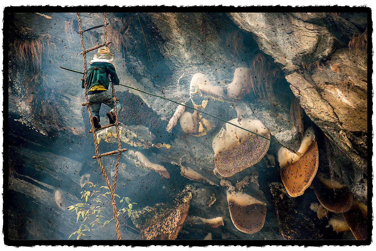 Сбор "бешенного меда"