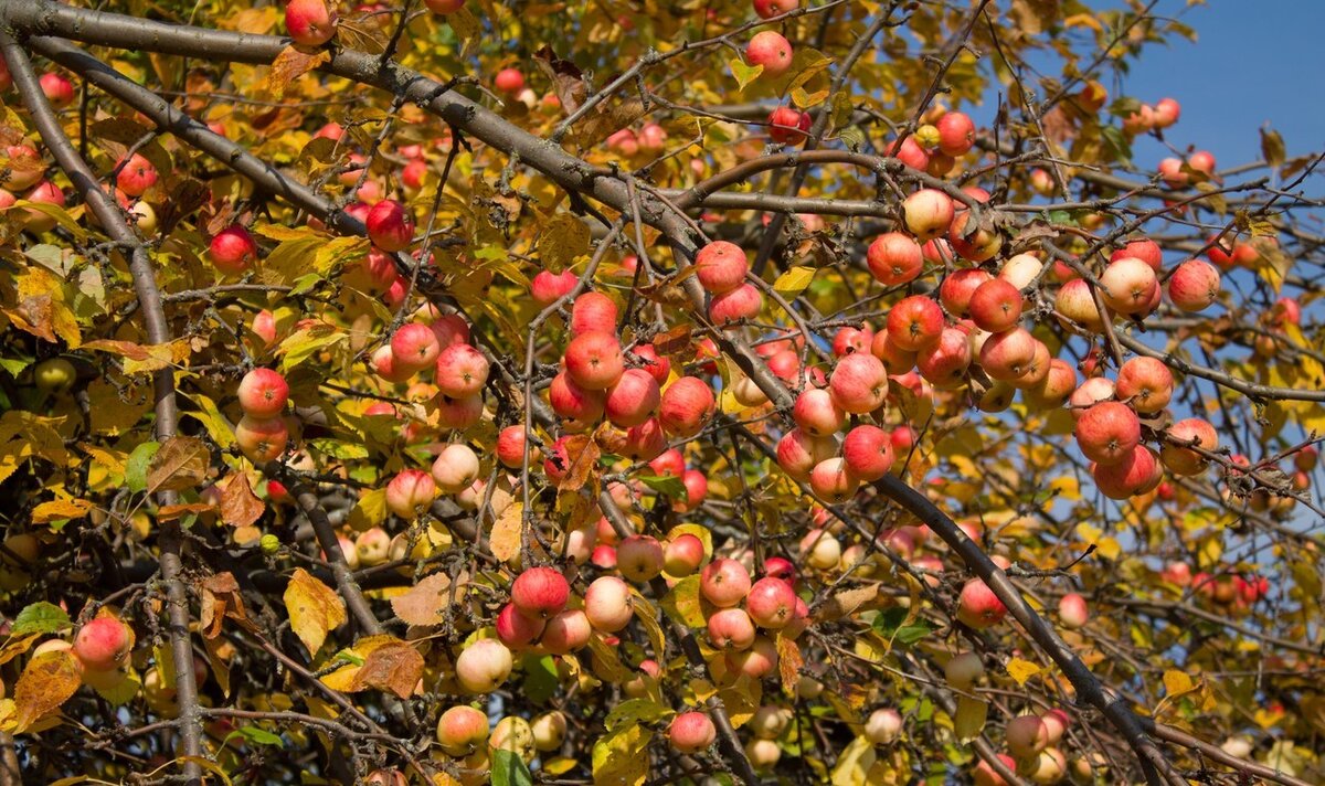 Подкормишь яблоню осенью ‒ соберешь большой урожай летом! Чем хитрымкормить деревья в октябре?