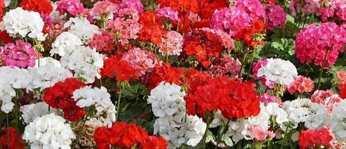 Пеларгонию иногда называют геранью, что объясняется их схожестью, поскольку являются представителями семейства Гераниевых. Пеларгония более теплолюбивая, а герань может цвести даже при 12 ͦС. Это связано с родным местом обитания: пеларгония – Южная Африка, герань – Северное полушарие. 