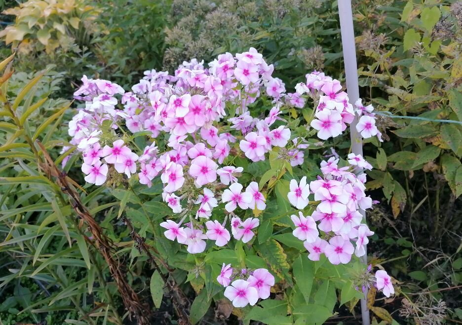 Этот флокс после летнего цветения начал давать новые боковые побеги, засохшие цветы я обрезала, и вот сейчас такая красота