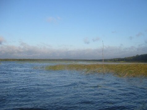 Золотое кольцо камыш. Городище Тростенское озеро. Озеро Тростенское рыбалка. Оз Тростенское +Буньковская канава. Озеро Тростенское рыбалка зимой.