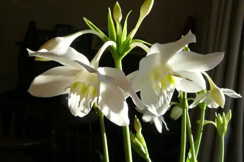 ЭУХАРИС.КОМНАТНЫЙ КРАСАВЕЦ ОСЕНЬЮ.
