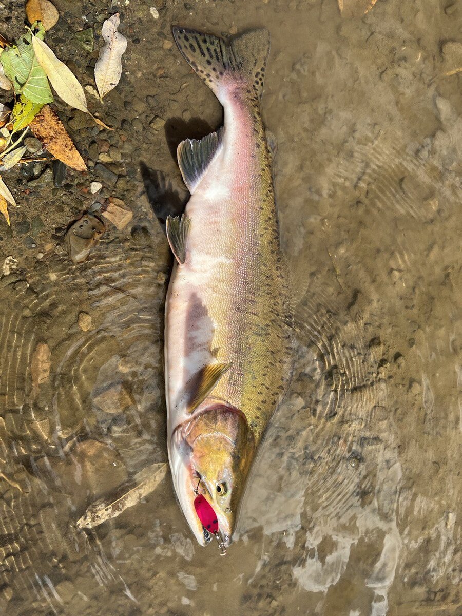 Горбуша на розовый BUX