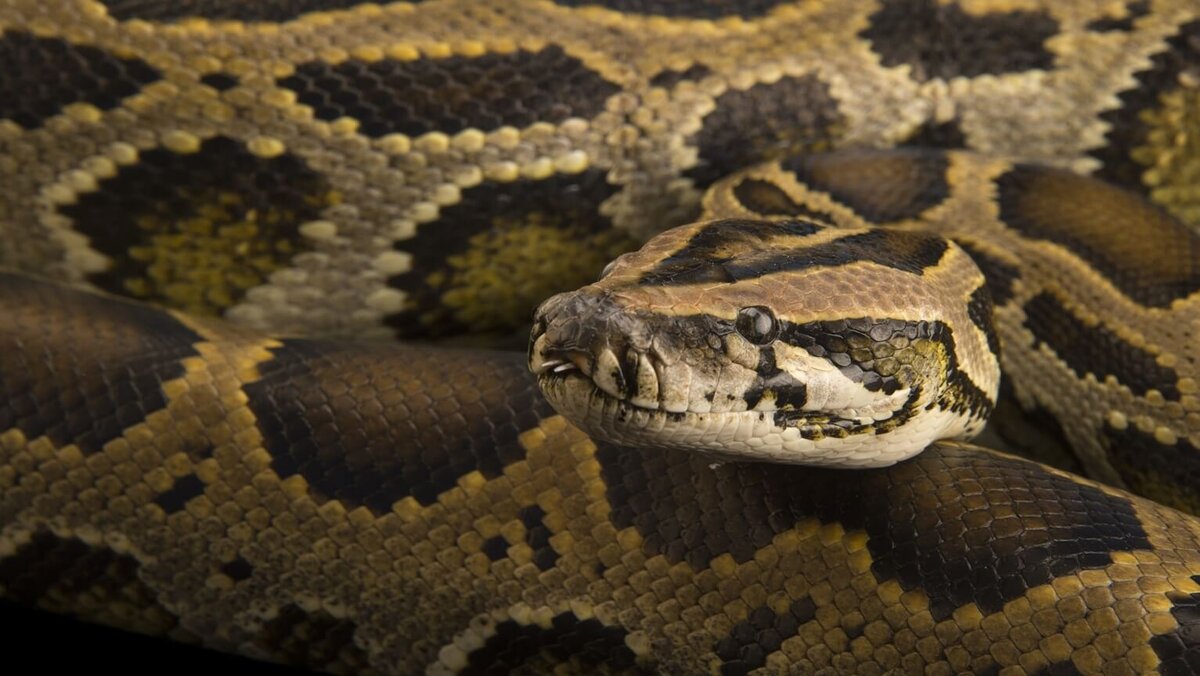    Тигровый питон