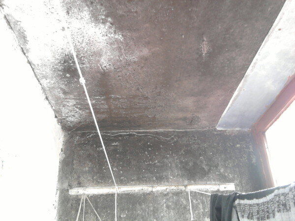 Обычно она появляется на плитке в ванной комнате, обоях, бетонных и деревянных стенах. Может испускать неприятный запах.