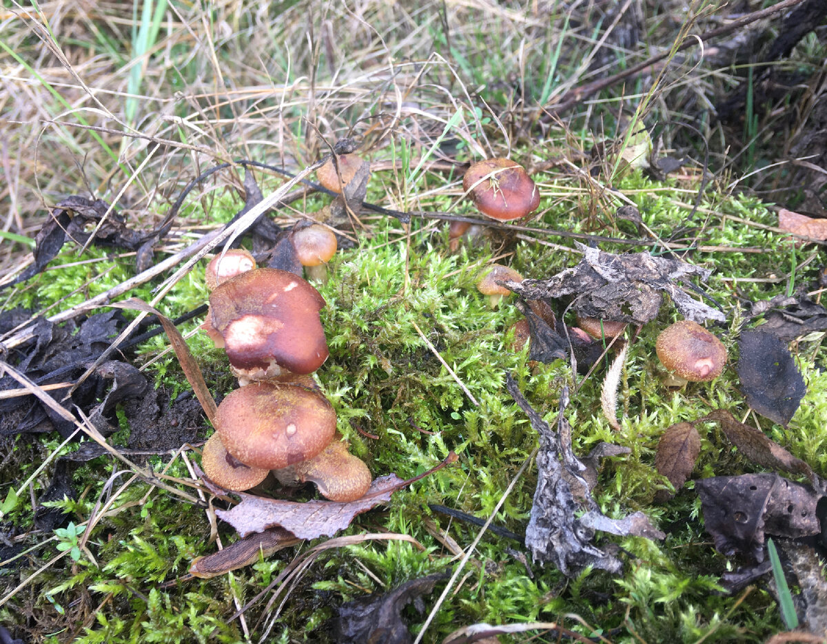 Пень в осенний день…..