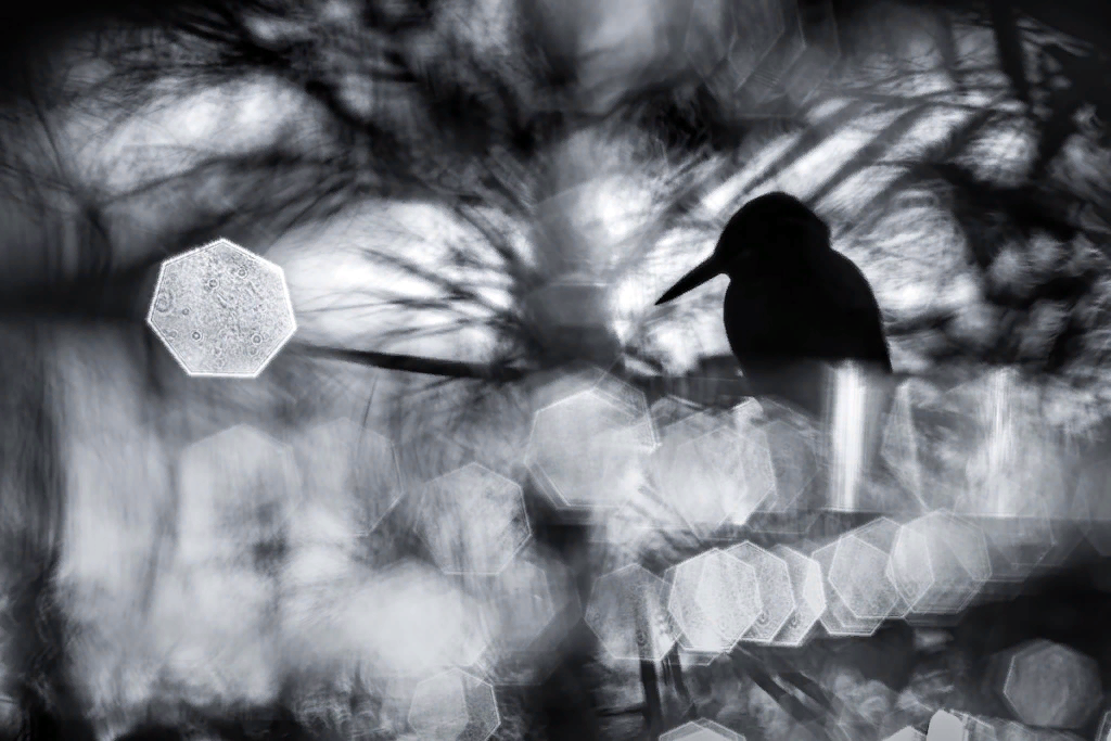    фото: Лука Лоренц