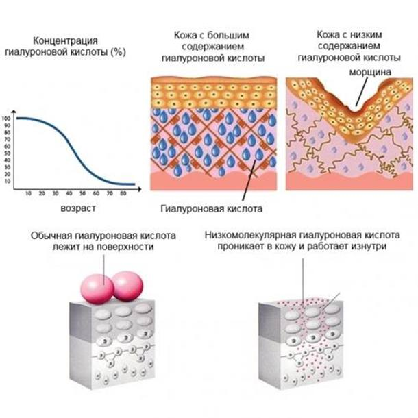 Кожа введение. Низкомолекулярная гиалуроновая кислота структура. Деполяризацию гиалуроновой кислоты.. 