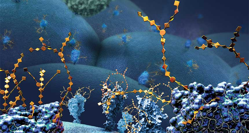 Встраивая химические вещества, подобные Lego, в сахара на поверхности клеток, ученые могут прикреплять светящиеся зеленым светом или другие молекулы для отслеживания конкретных клеток. Здесь показаны крупные поверхностные белки с цепочками сахаров (на иллюстрации - желтые) на внешней стороне раковой клетки. 
НИКОЛЬ РАГЕР ФУЛЛЕР