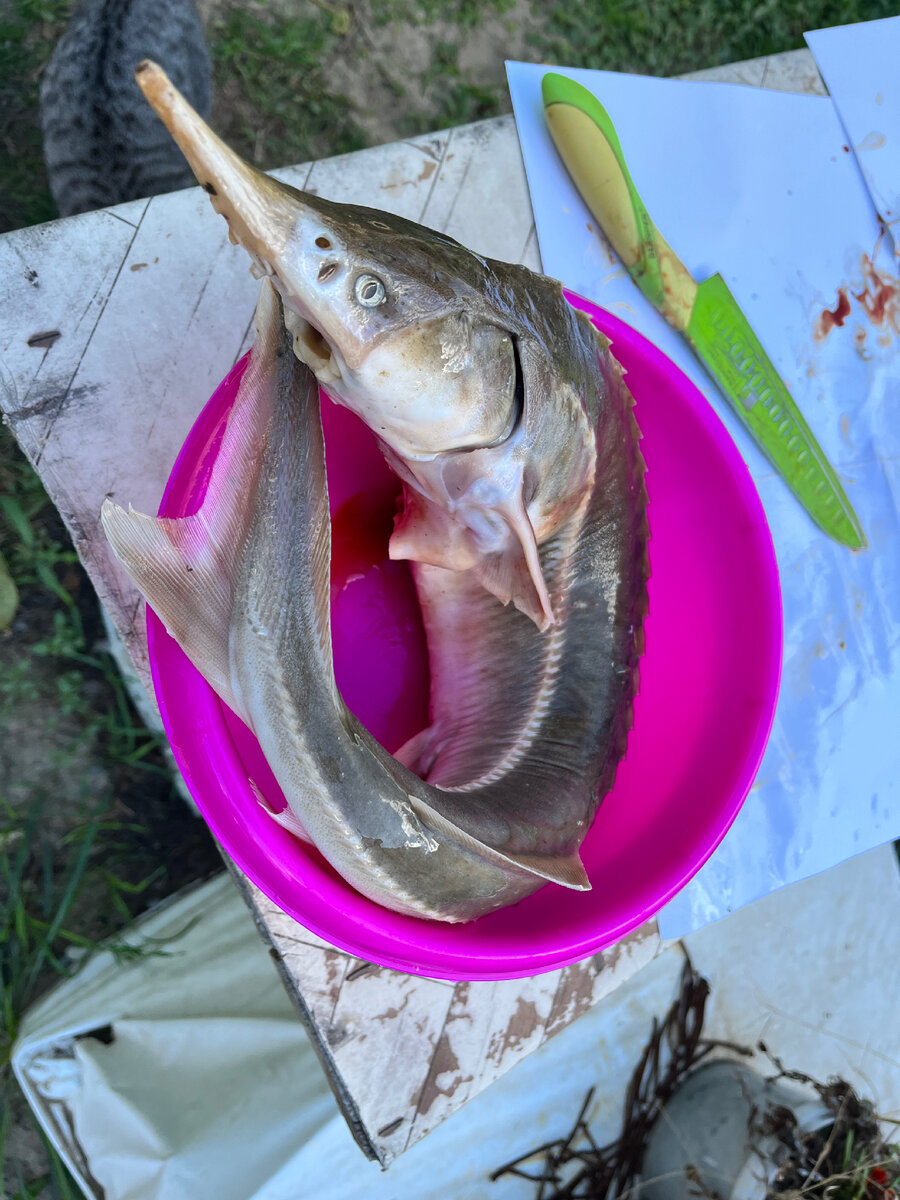 Для начала нужно промыть рыбу водой чтобы снять полностью всю слизь.