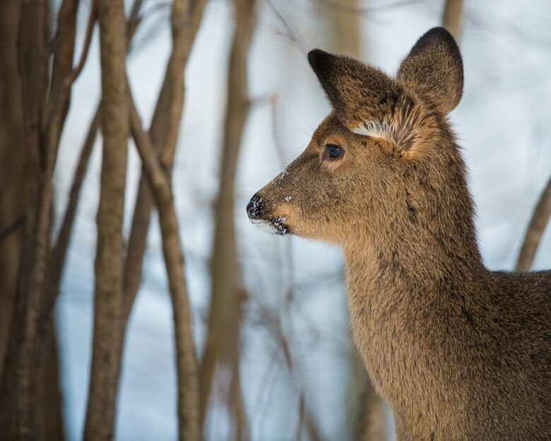    Фото: Depositphotos / JamesPintar