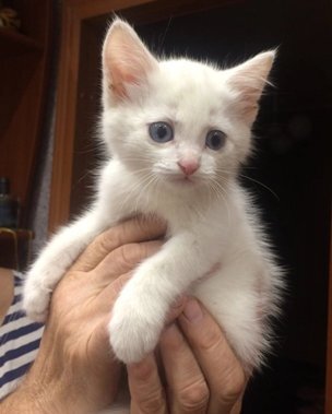 Котенок Зефирка