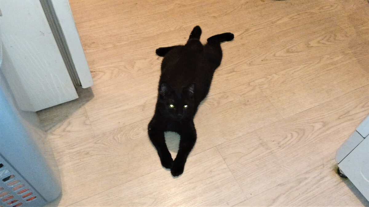 Эта Ласка вернулась после неудачного "удочерения".