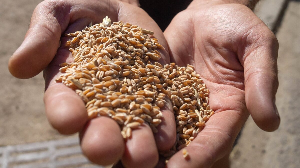    Сбор урожая зерновых в Херсонской области© РИА Новости . Иван Родионов