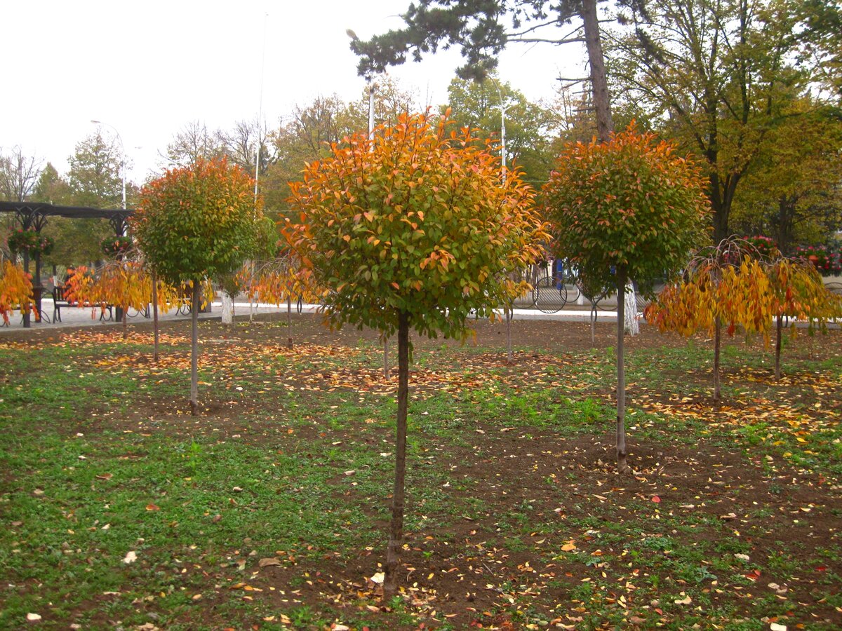 Вишня шаровидная Умбракулифера. Вишня шаровидная Prunus Eminens Umbraculifera.