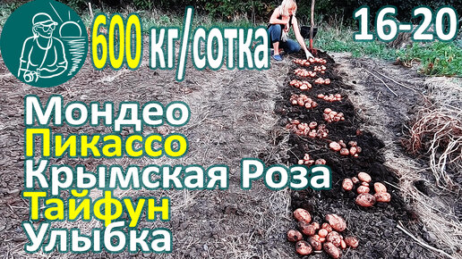 🥔 Сбор урожая 26 сортов картофеля в жарком климате: Тайфун, Улыбка, Мондео, Пикассо, Крымская роза