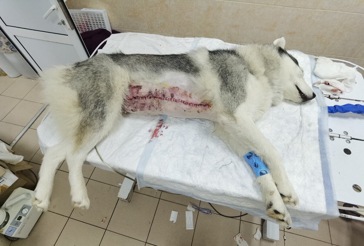 Ласка после операции, стерилизация и удаление опухоли