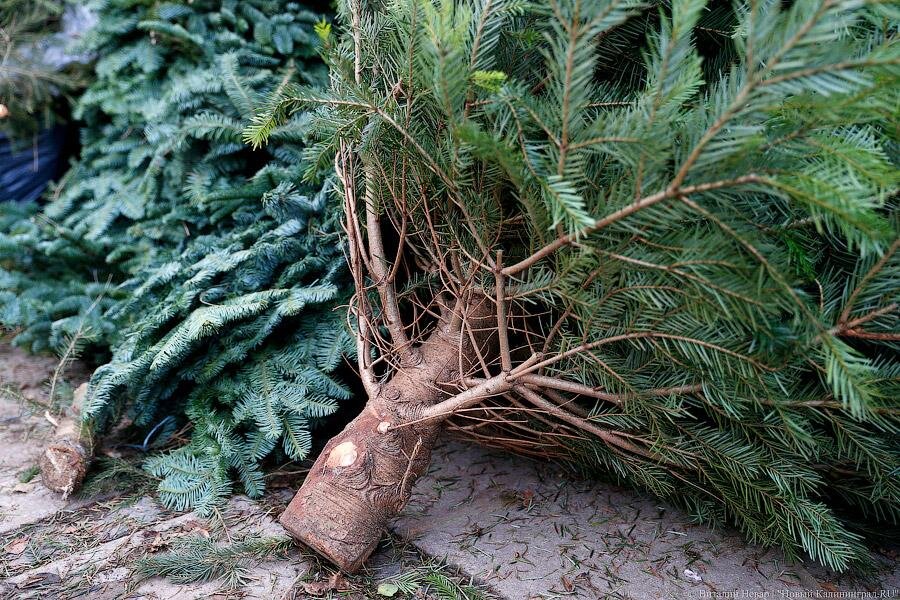 Фото: Виталий Невар / Новый Калининград
