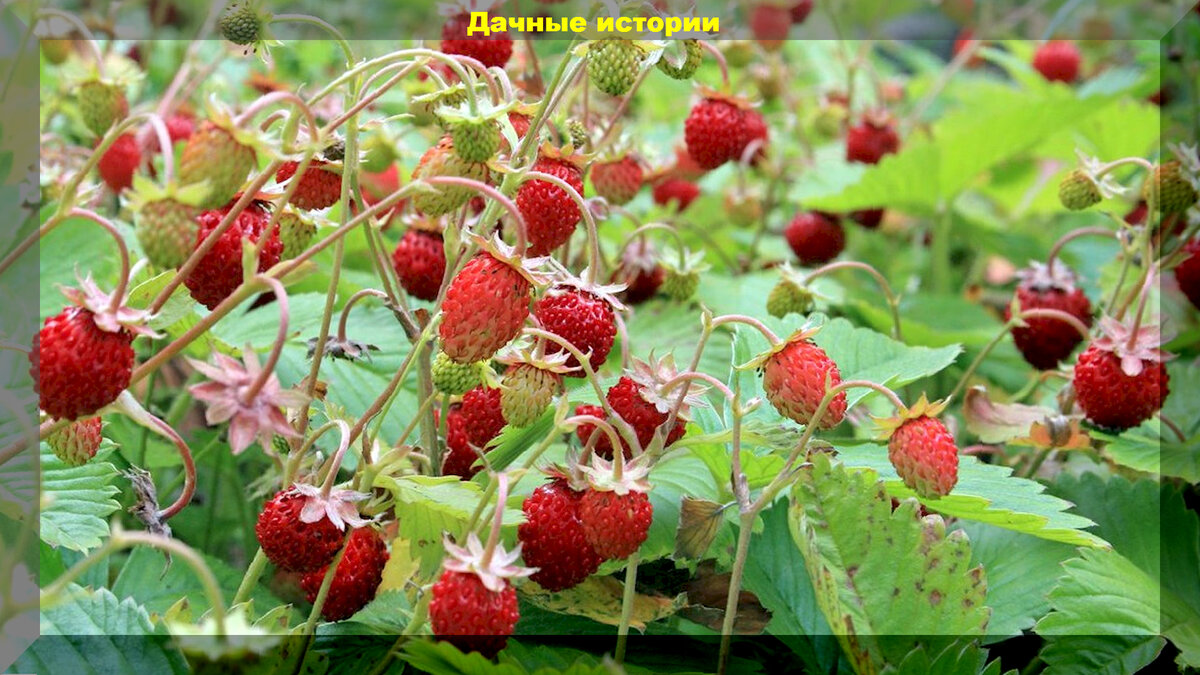 Земляника мелкоплодная лучшие сорта. Земляника.